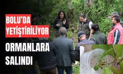 Bolu'da yetiştirilen böcekler, doğayı koruyacak