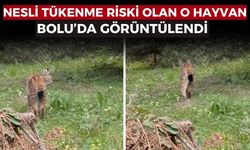 Nesli tükenmekte olan vaşak Bolu’da görüntülendi