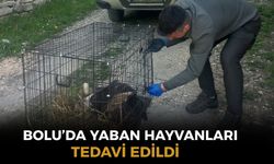 Bolu’da 3 ayda 15 yaban hayvanı tedavi edilerek doğaya salındı