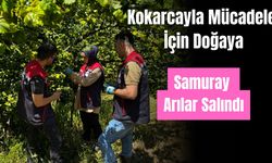Bolu'da zararlı kahverengi kokarcayla mücadele için samuray arılar doğaya salındı