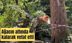 Ağacın altında kalarak vefat etti