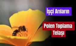 İşçi Arıların Polen Telaşı