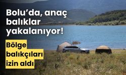 Bolu’da, anaç sazan balığı yakalamak için bölge balıkçıları görevlendirildi