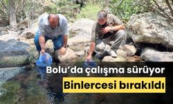 Akarsuya 12 bin benekli alabalık bırakıldı