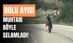 Bolu ayısı, muhtarı böyle selamladı