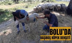 Bolu’da başıboş köpek dehşeti