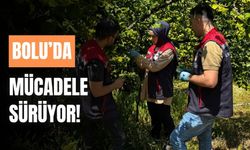Bolu’da, 5 bin samuray arası, biyolojik mücadele için doğaya salındı