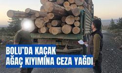 Bolu’da kaçak ağaç kıyımına ceza yağdı