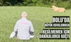 Bolu'da kurbanlık dana tarlaya kaçtı, köylüler seferber oldu