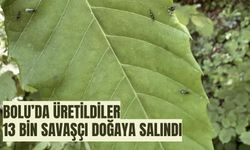 Bolu’da üretildiler 13 bin savaşçı doğaya salındı
