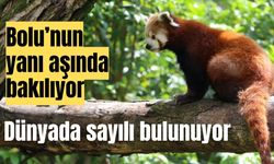 Bolu’nun yanı aşında bakılıyor dünyada sayılı bulunuyor