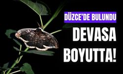 Kanat açıklığı 15 santim olan, devasa kelebek bulundu!
