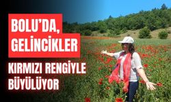 Bolu’da, gelinciklerin renk cümbüşü, görenleri büyülüyor!