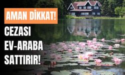 Gölcük Tabiat Parkı’nda, nilüfer çiçeği koparmanın cezası 557 bin lira