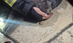 KASTAMONU - İtfaiye ekipleri yangından kurtardıkları kediye kendi maskelerinden oksijen verdi