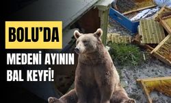 Bolu’da, “Medeni ayı”, arıcının kovanını parçaladı