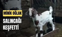 Oğlağın ahırda salıncak keyfi kamerada