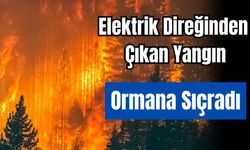Bolu'da Ormanlık Alan Yanıyor!