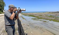Türkiye'de nadir görülen kara leylek Kastamonu'daki Ezine Çayı'nda fotoğraflandı