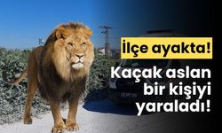 Hayvan parkından kaçan aslan, bir kişiyi yaraladı