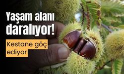 Batı Karadeniz’deki, Anadolu Kestanesi göç ediyor