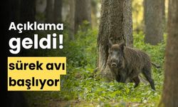 Yaban domuzlarına karşı "sürek avı" yapılacak