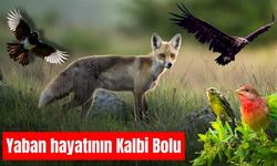 Yaban hayatının kalbi Bolu