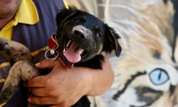 Zifte saplanmış bulunan köpek yavrusu uzman ellerde hayata tutundu