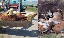 Korkunç haber binlerce hayvan telef oldu