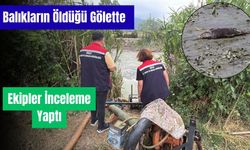 Bolu'da balık ölümlerinin yaşandığı gölde ekipler inceleme yaptı