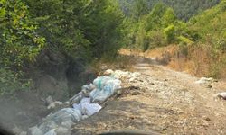 Bolu’da, yayla yoluna atılmış yüzlerce tavuk leşi bulundu