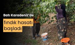 Fındık üreticileri hasat yapmaya başladı