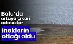 Bolu’da ortaya çıkan adacıklar, ineklerin otlağı oldu