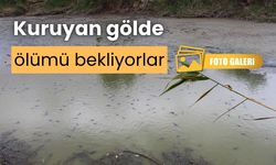 Bolu’da, balıklar kuruyan gölette mahsur kaldı