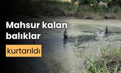 Bolu'da, kuruyan gölette mahsur kalan balıklar kurtarıldı