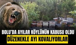 Bolu’da ayılar köylünün kabusu oldu: Düzenekle ayı kovalıyor