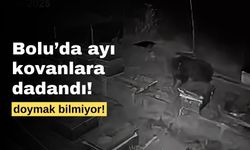Bolu’da, arı kovanlarına dadanan ayı 4 kovan bal yedi