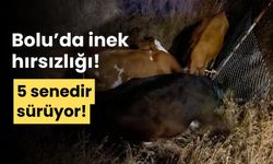 Bolu'da, çalınan 4 inek, tellere bağlı şekilde bulundu