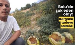 Bolu şok eden olay! Kargalar karpuzlara saldırdı