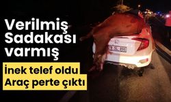 Otomobilin çarptığı inek telef oldu.