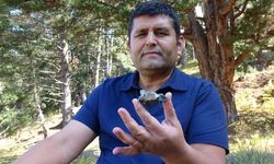 Mantar toplarken buldu! herkes peşine düştü