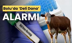 Bolu’da ‘Deli Dana’ Alarmı: Hastadan Alınan Örnek Pozitif Çıktı