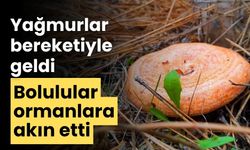 Yağmurlar bereketiyle geldi Bolulular ormanlara akın etti