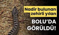 Nadir bulunan zehirli yılan, Bolu'da görüldü