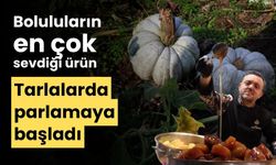 Boluluların en çok sevdiği ürün tarlalarda parlamaya başladı