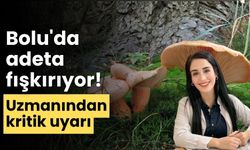 Bolu'da adeta fışkırıyor! uzmanından kritik uyarı