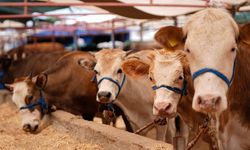 Bolu kurbanlık kesim fiyatı ve adresleri belli oldu