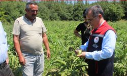 Bolu’da, enginar hasadı başladı