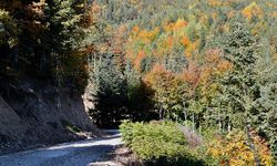 Bolu’da, ormanlara giriş yasağı için Temmuz ayı bekleniyor