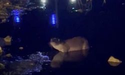 Gece saatlerinde görüldü vatandaşlar panik yaşadı